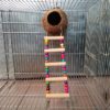 Kokos-Höhle für Vögel mit bunter Leiter (ca. 13cm) Vogel-Zubehör | Spielzeug 6