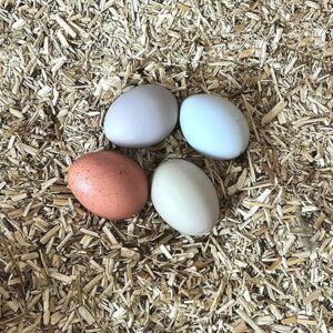 Bunte Eier auf Einstreu. Verschiedene Farben: rosa, blau, grau, weiß. Einstreu für Hühnerstall.